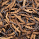 Cordyceps militaris